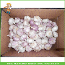 Top Quality Fresh Normal White Garlic 5.5CM 10KG Carton Good Price For Brazil